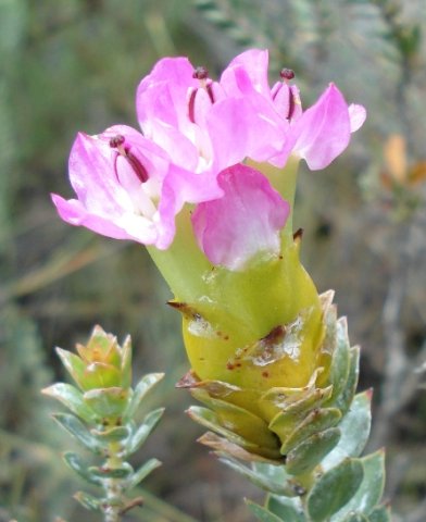 Saltera sarcocolla bracts below the pink